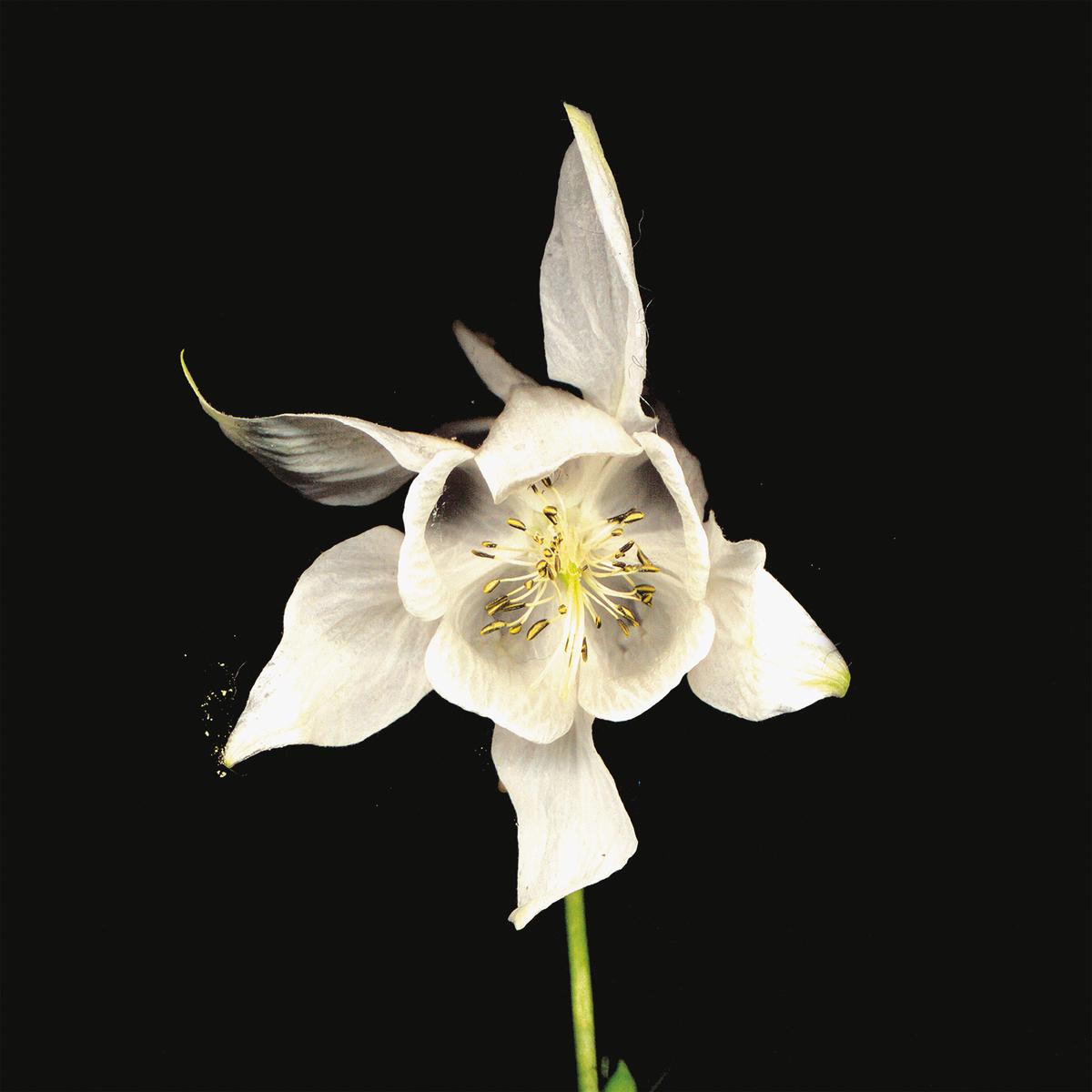 Fridge 'Happiness' (Slightly Damaged Sleeve)