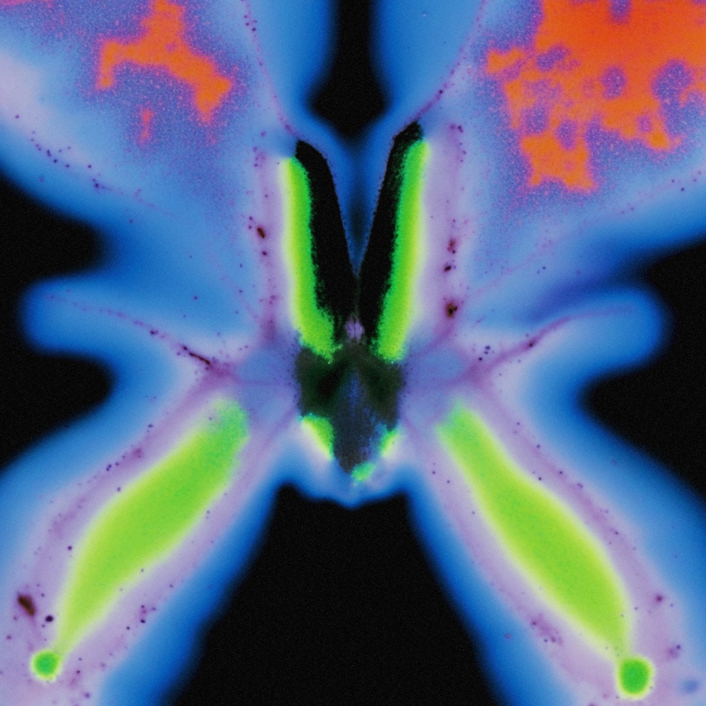 Jorg Kuning 'Elvers Pass'