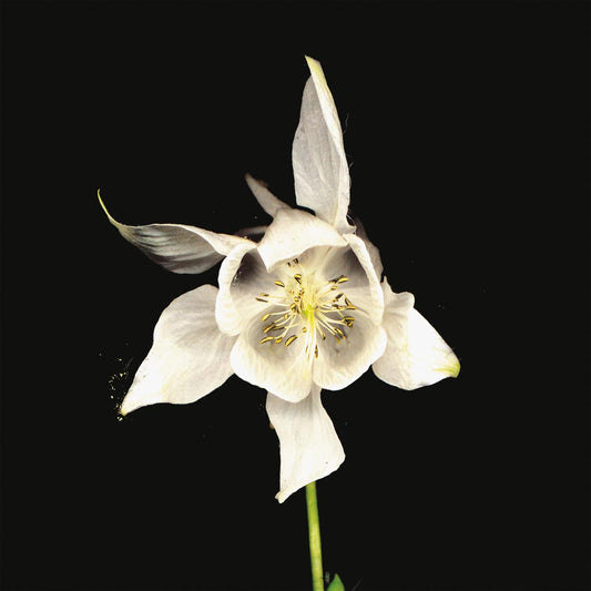 Fridge 'Happiness' (Slightly Damaged Sleeve)