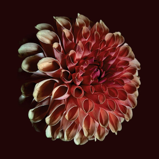 Jessica Moss 'Unfolding'