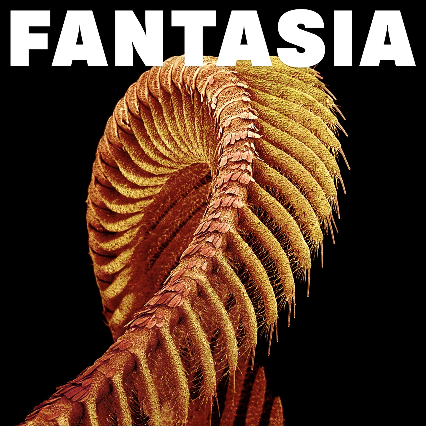 SLIFT 'Fantasia'