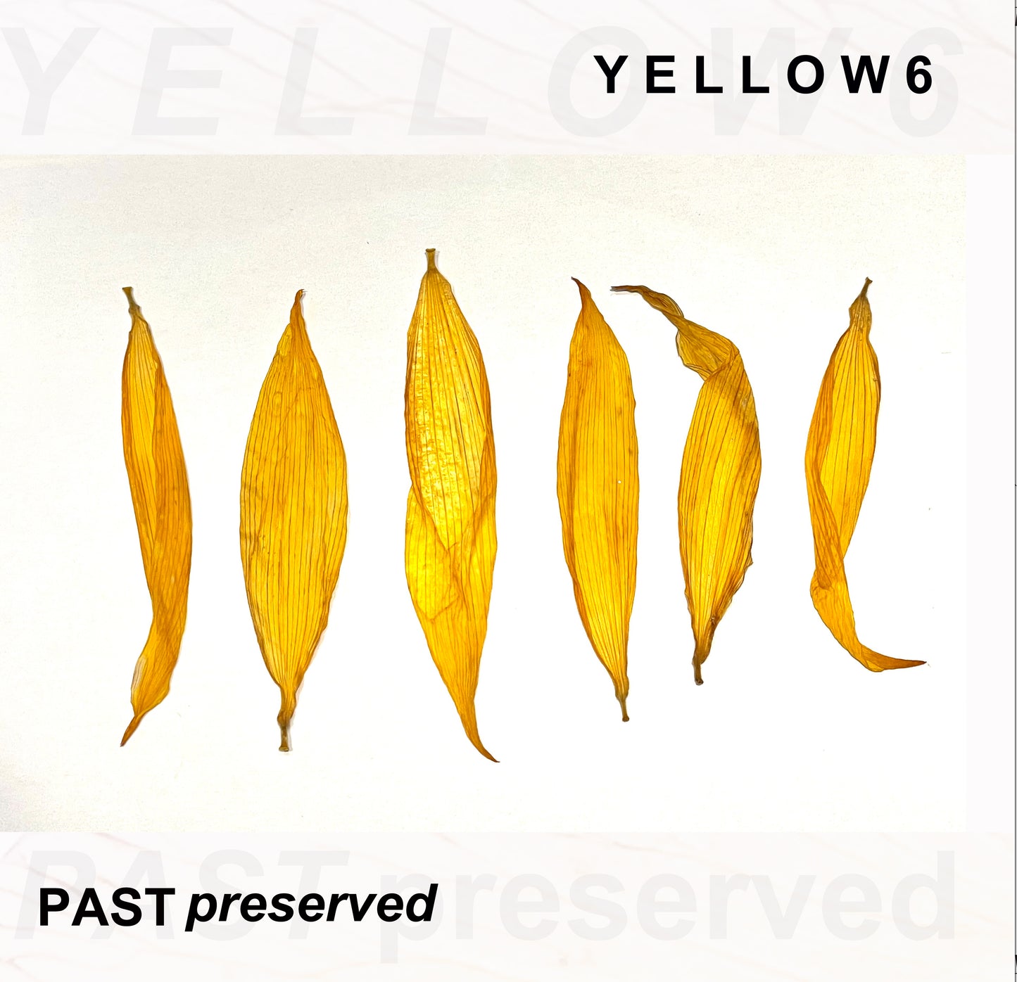 Yellow6 'Past Preserved'