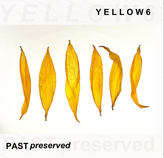 Yellow6 'Past Preserved'